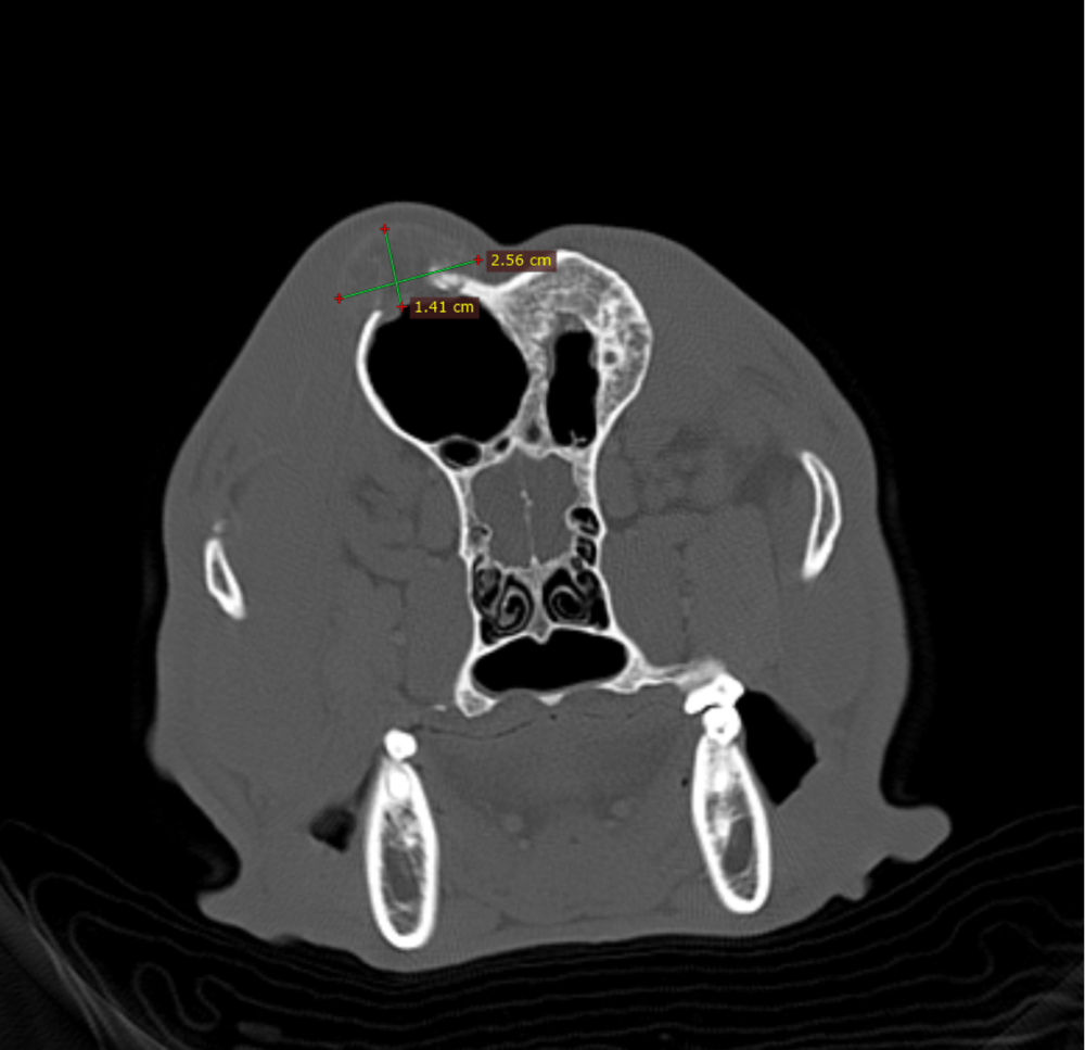 Home - COVE: Center of Veterinary Excellence