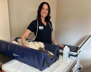 Ultrasound - Veterinary Sonographer - Front View - Canine Patient - Imaging