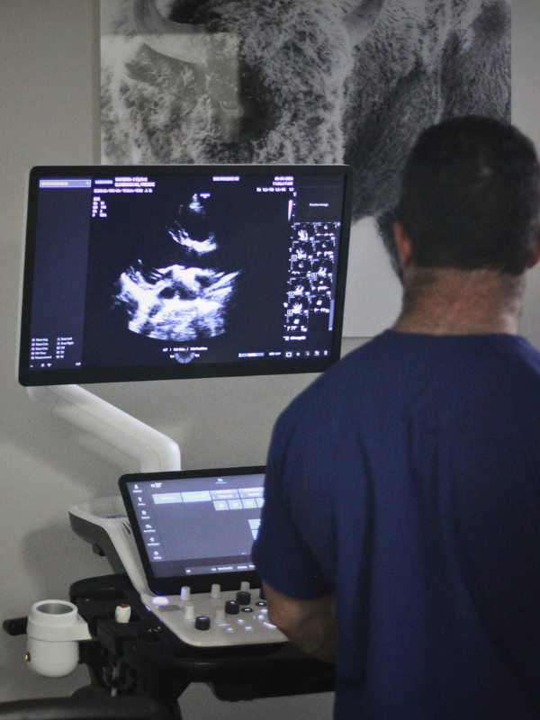 Ultrasound imaging of a canine heart during comprehensive echocardiographic examination Ultrasound imaging of a canine heart during comprehensive echocardiographic examination