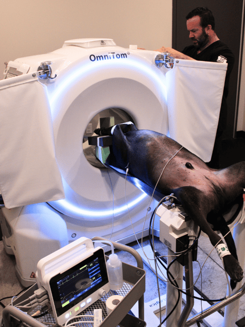 Advanced veterinary CT scanner Advanced veterinary CT scanner