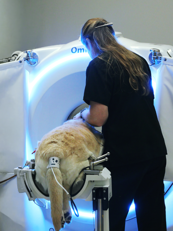 Veterinary technician preparing a dog for CT imaging during an outpatient veterinary imaging appointment Veterinary technician preparing a dog for CT imaging during an outpatient veterinary imaging appointment