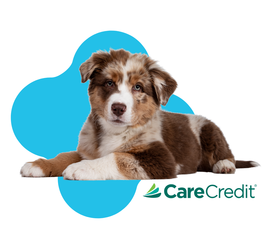 Care Credit Dog Care Credit Dog