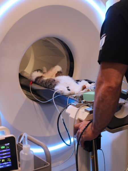Cat CT Scan