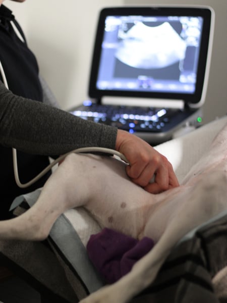Dog Ultrasound