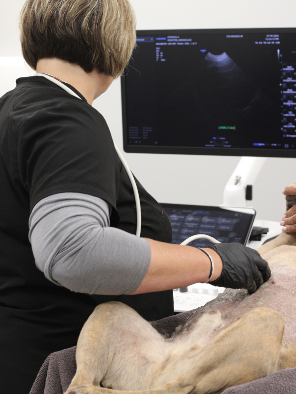 Veterinary sonographer performing a comprehensive abdominal ultrasound examination Veterinary sonographer performing a comprehensive abdominal ultrasound examination