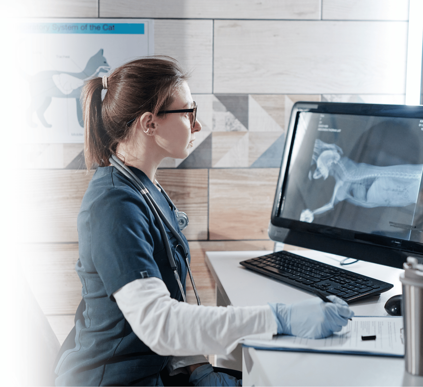Veterinary specialist evaluating diagnostic imaging to develop treatment recommendations Veterinary specialist evaluating diagnostic imaging to develop treatment recommendations