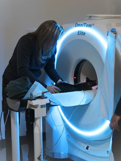 COVE Michigan Cat Receiving CT Scan COVE Michigan Cat Receiving CT Scan