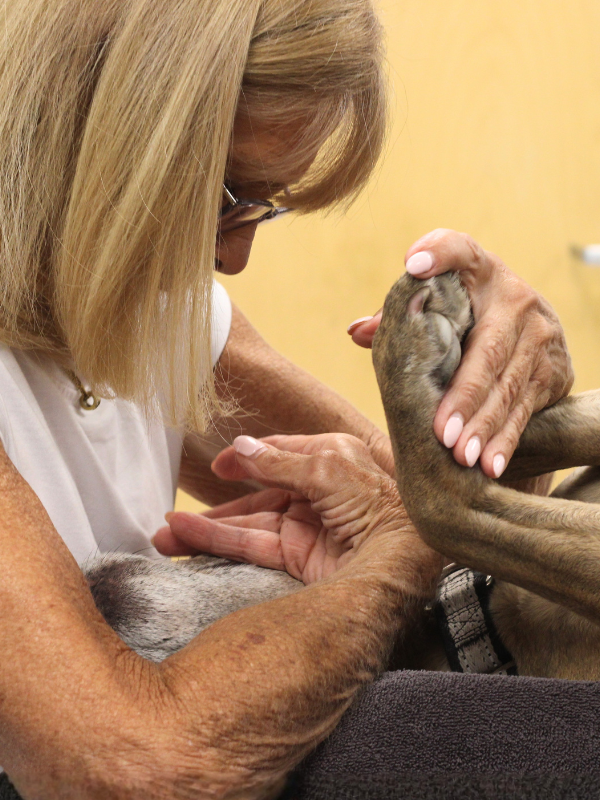 Patient and Owner Comfort during ultrasound exam Patient and Owner Comfort during ultrasound exam