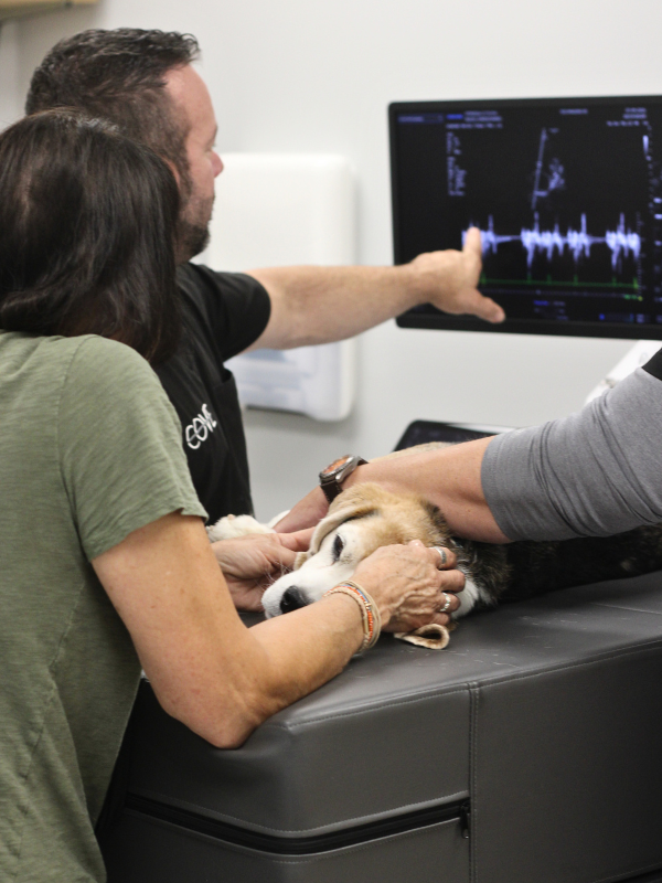 Patient and Pet Owner Echocardiogram Patient and Pet Owner Echocardiogram