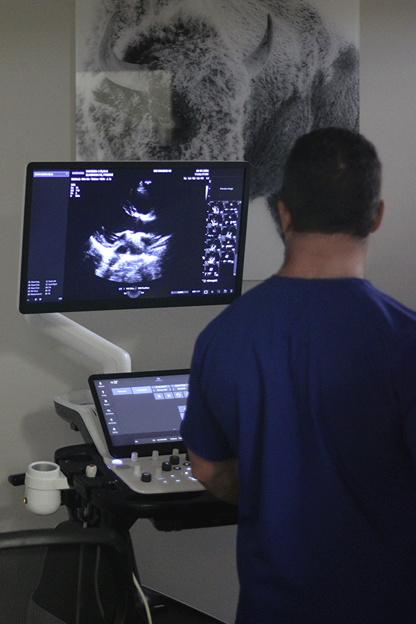 Ultrasound imaging of a canine heart during comprehensive echocardiographic examination Ultrasound imaging of a canine heart during comprehensive echocardiographic examination
