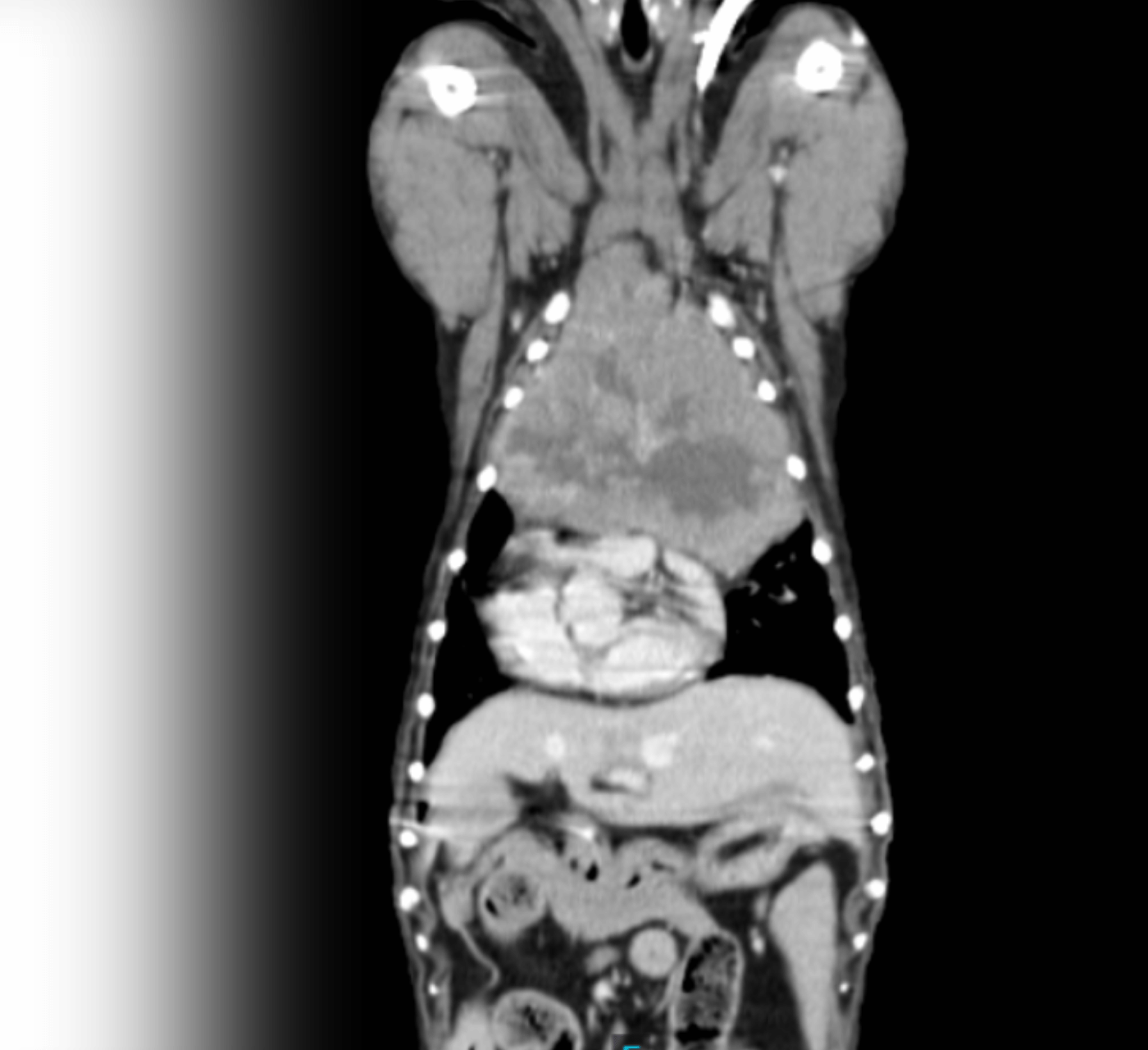Veterinary CT Scan Image Veterinary CT Scan Image