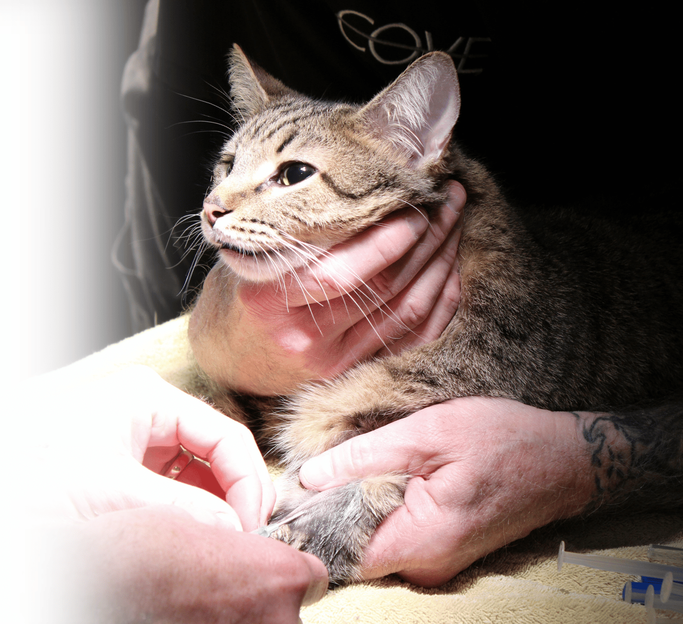 Veterinary team administering sedation before a CT scan or ultrasound procedure Veterinary team administering sedation before a CT scan or ultrasound procedure