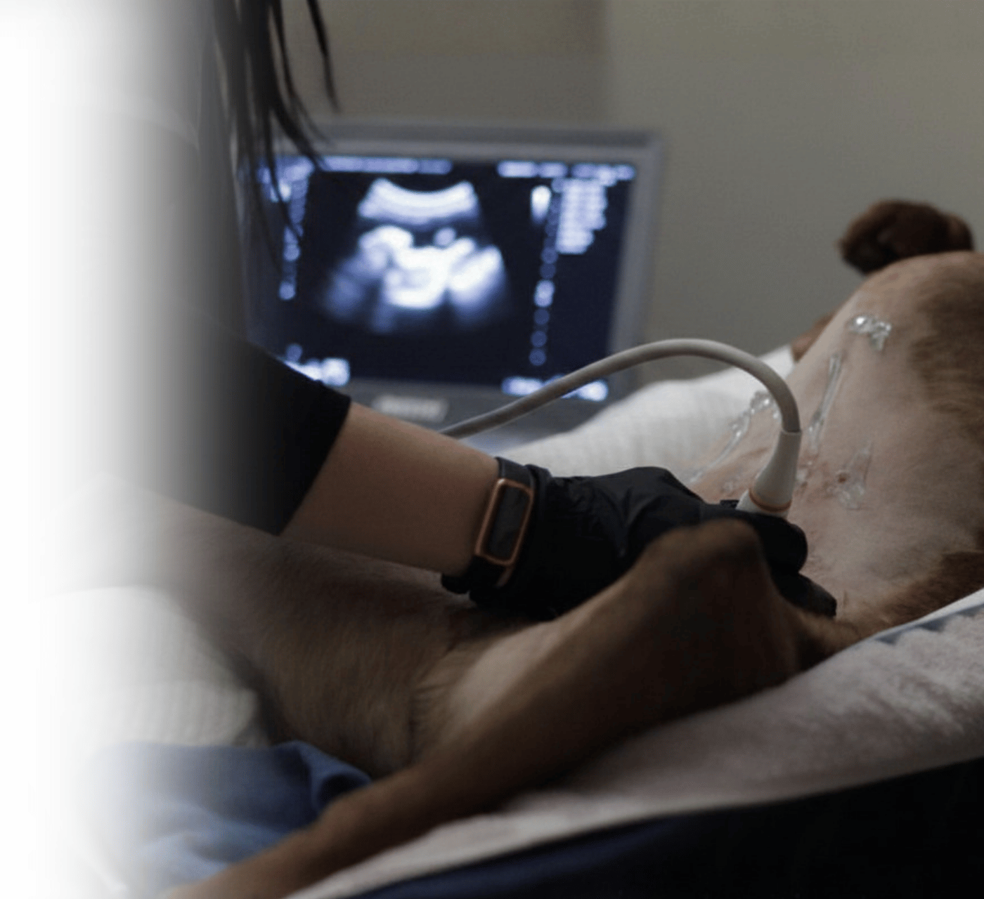 Veterinary abdominal ultrasound evaluating internal organs in a canine patient Veterinary abdominal ultrasound evaluating internal organs in a canine patient