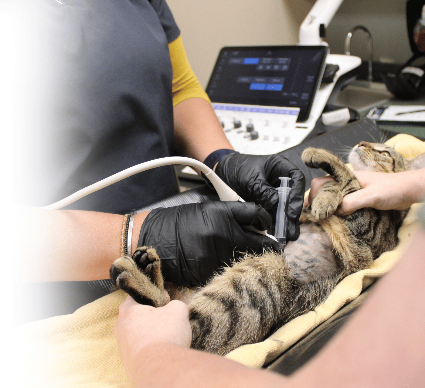 Veterinary tissue biopsy samples collected during diagnostic imaging for dogs and cats Veterinary tissue biopsy samples collected during diagnostic imaging for dogs and cats