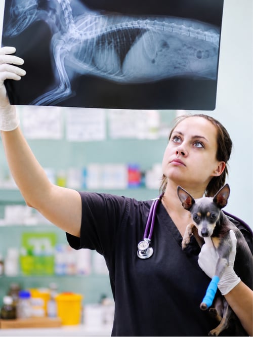 Xray Review from Veterinarian Xray Review from Veterinarian