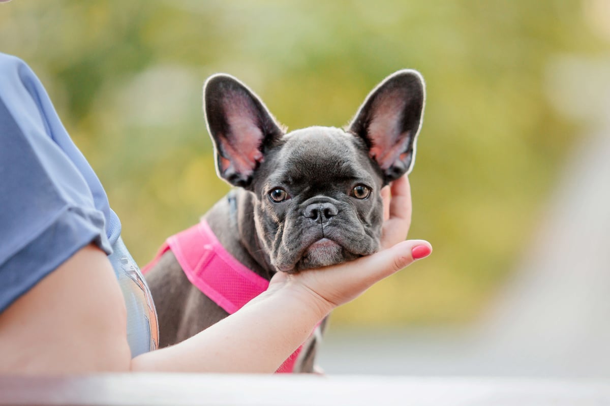 cute-french-bulldog-puppy-in-pink-collar-at-the-pa-2023-11-27-05-20-48-utc 2