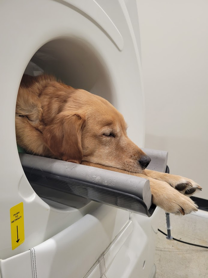 CT Scan for Dogs - Canine Patient - Imaging - 2 CT Scan for Dogs - Canine Patient - Imaging - 2