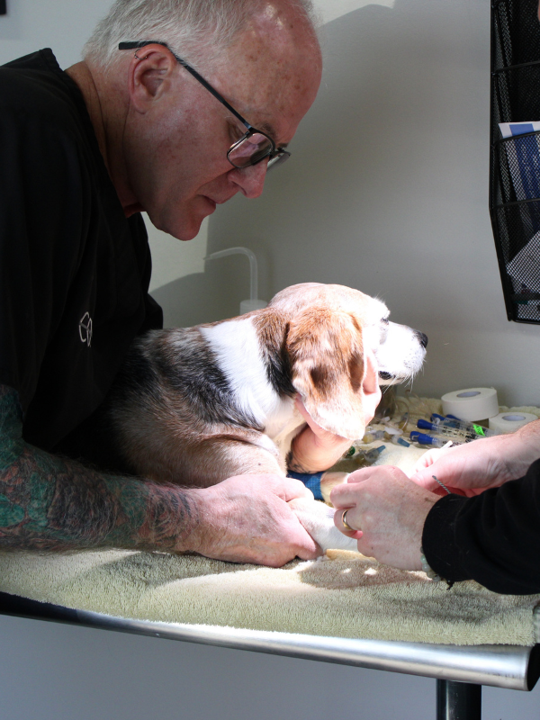 Board-certified veterinary anesthesiologist administering IV sedation before diagnostic imaging Board-certified veterinary anesthesiologist administering IV sedation before diagnostic imaging